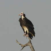 White-headed Vulture