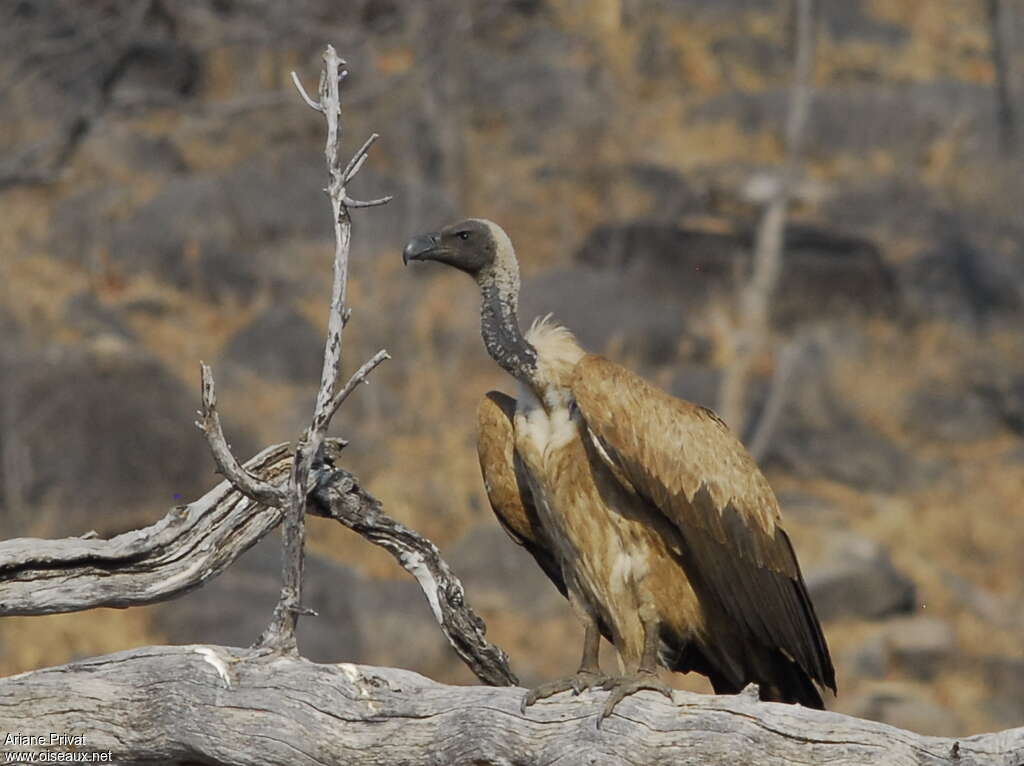 White-backed Vulturesubadult, identification