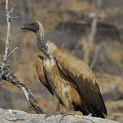 White-backed Vulture