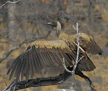 White-backed Vulture