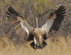 White-backed Vulture