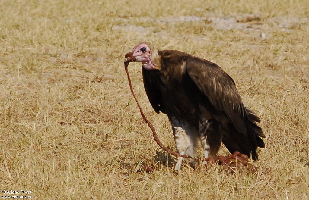 Vautour charognard