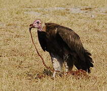 Hooded Vulture