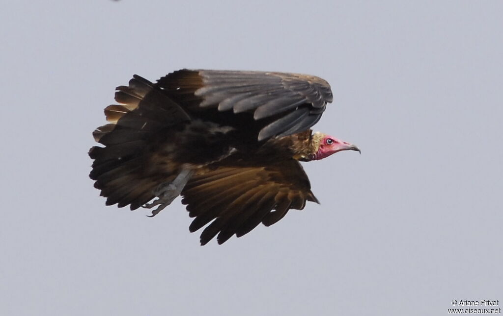 Vautour charognard