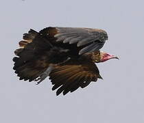 Hooded Vulture