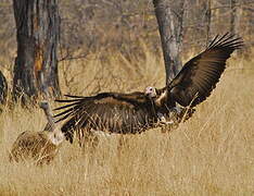 Hooded Vulture