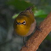 Heuglin's White-eye