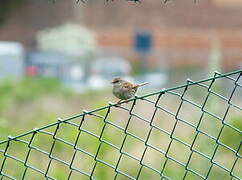 Dunnock