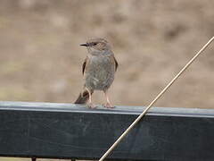 Dunnock