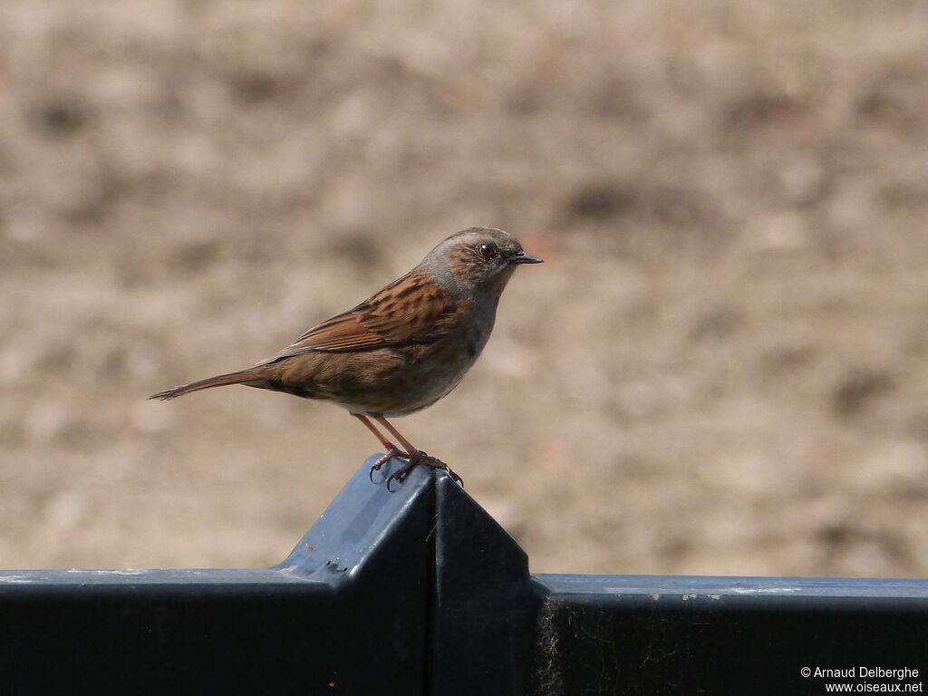 Dunnock