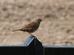 Dunnock