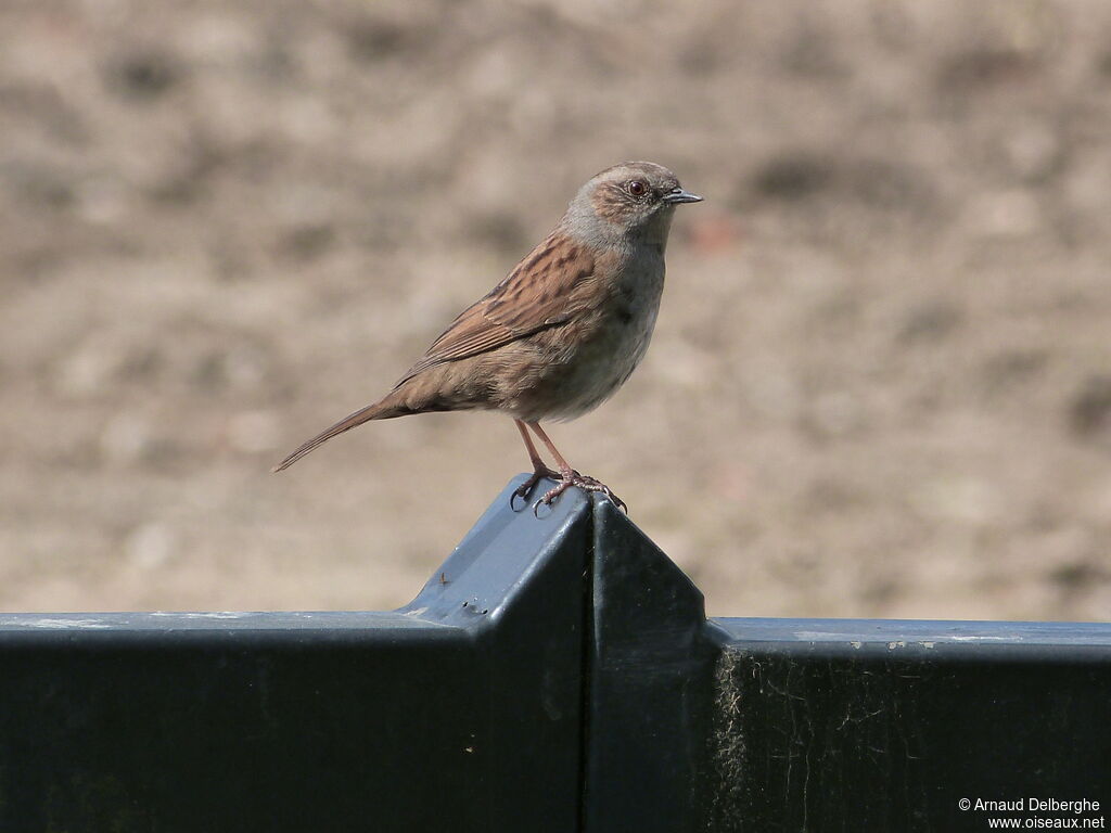 Dunnock