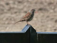 Dunnock