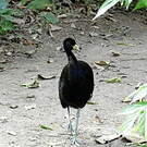 Agami à ailes blanches