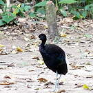 Agami à ailes blanches