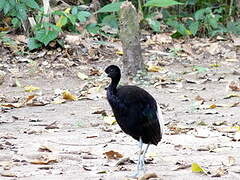 Agami à ailes blanches