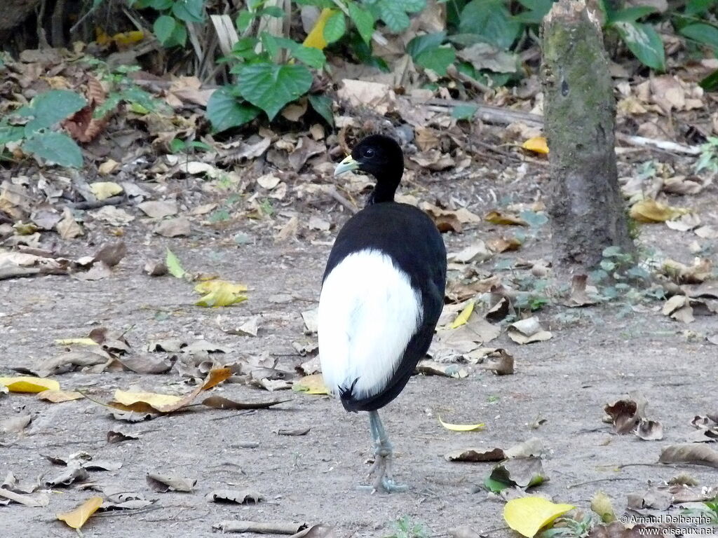 Agami à ailes blanches