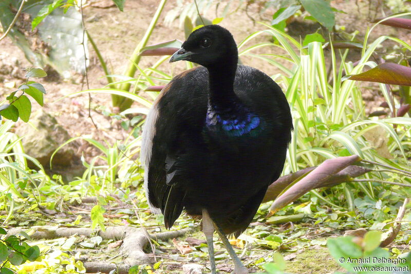Grey-winged Trumpeter
