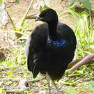 Agami trompette