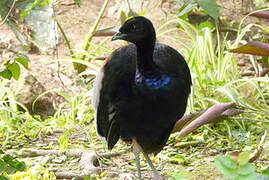 Grey-winged Trumpeter