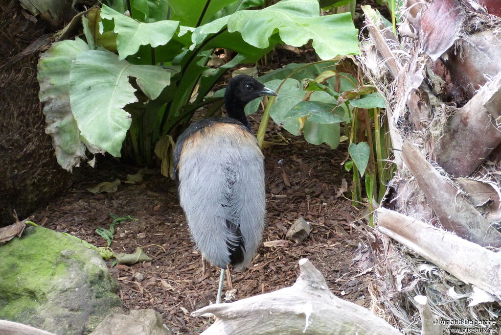 Grey-winged Trumpeter