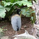 Agami trompette