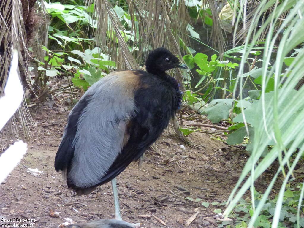 Grey-winged Trumpeteradult, identification