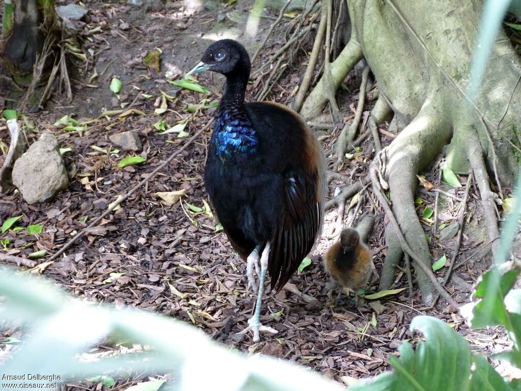 Grey-winged Trumpeter, pigmentation, Reproduction-nesting