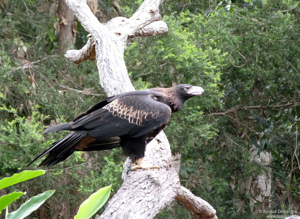 Wedge-tailed Eagle