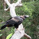Aigle d'Australie