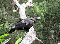 Wedge-tailed Eagle