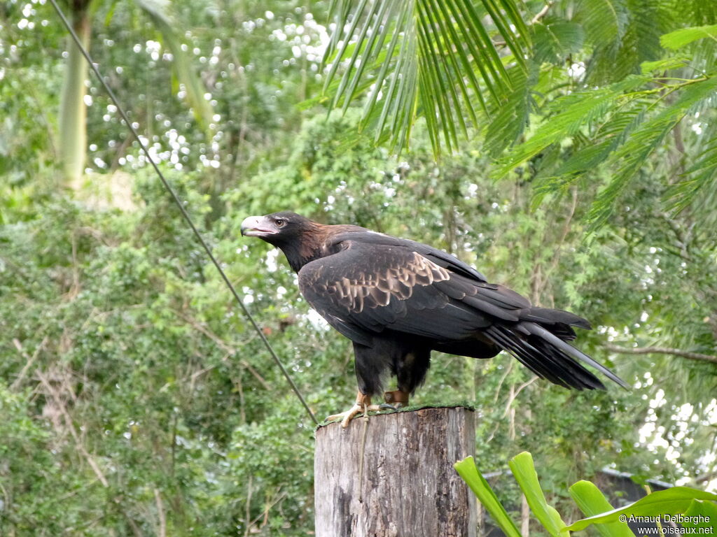 Wedge-tailed Eagle