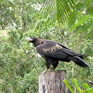 Aigle d'Australie