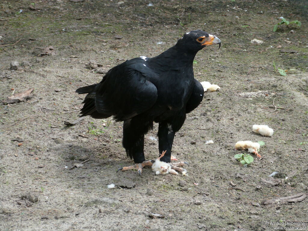 Verreaux's Eagle