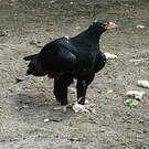 Aigle de Verreaux