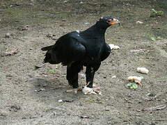 Verreaux's Eagle