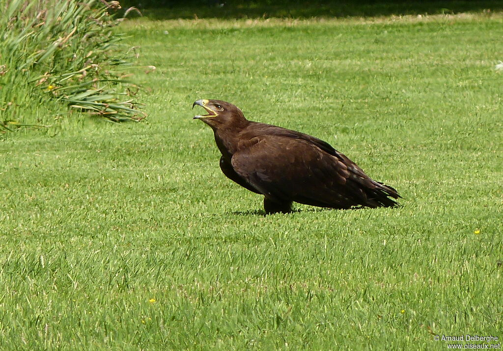 Steppe Eagle