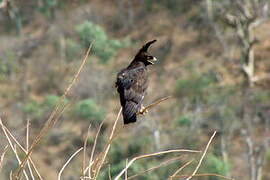 Long-crested Eagle