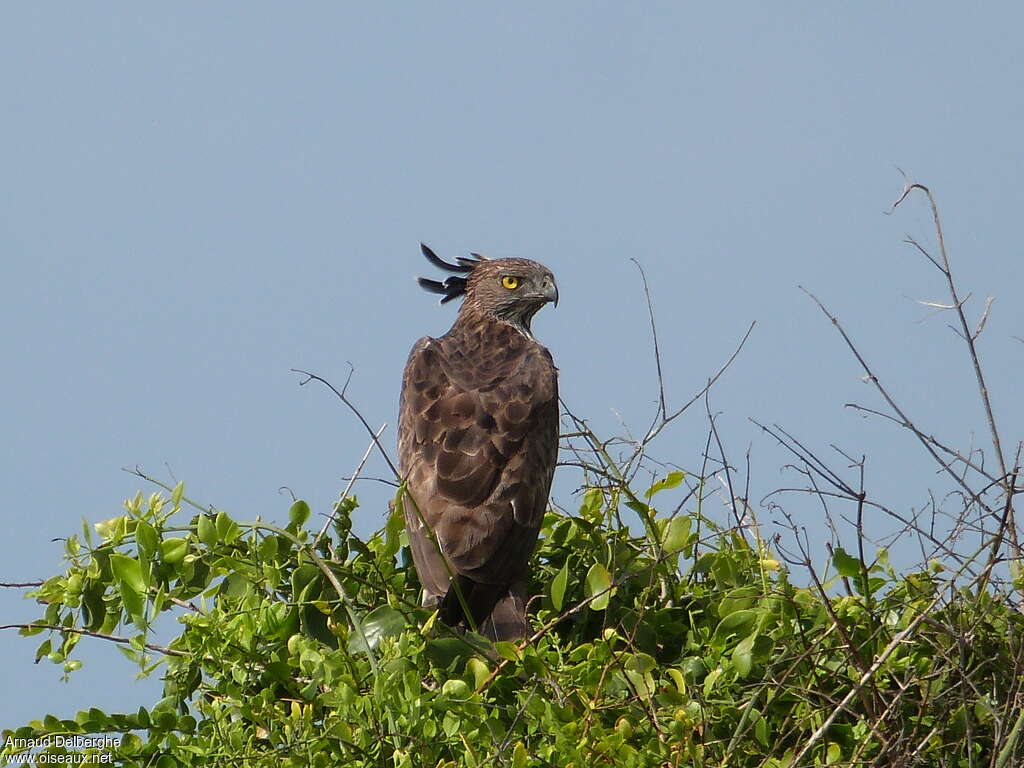 Changeable Hawk-Eagleadult, fishing/hunting, Behaviour