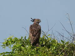 Changeable Hawk-Eagle