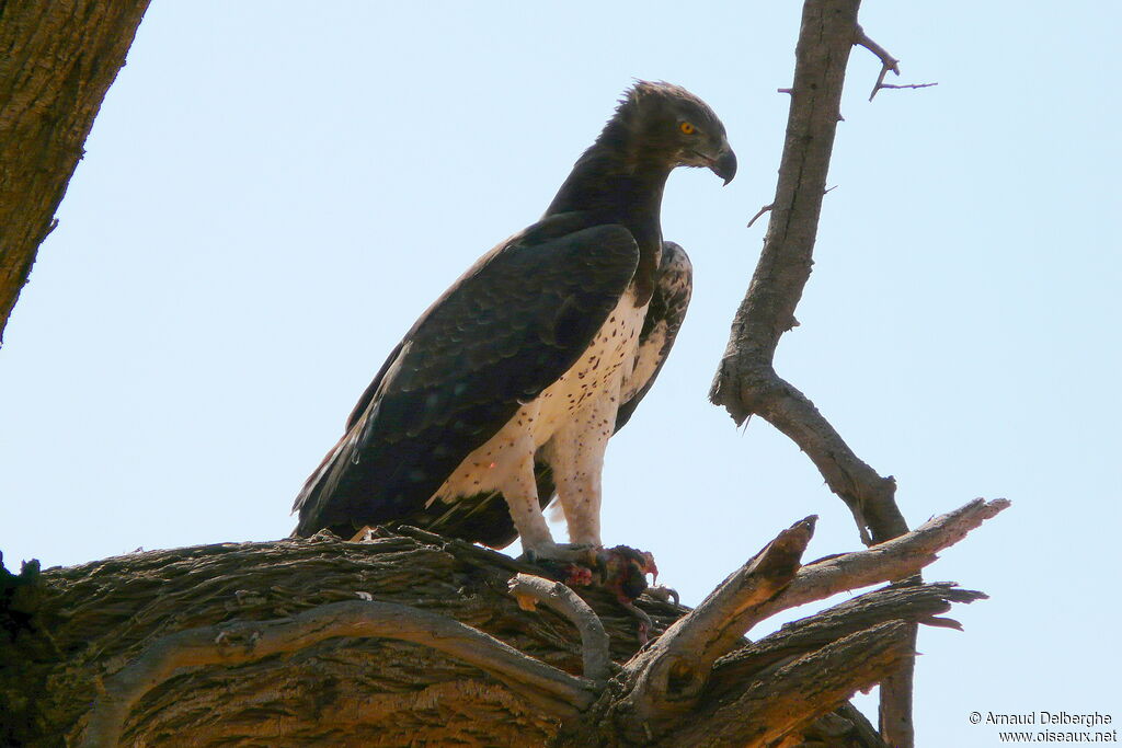 Aigle martial