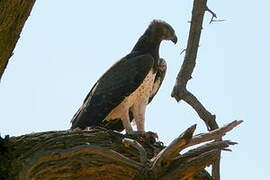 Martial Eagle