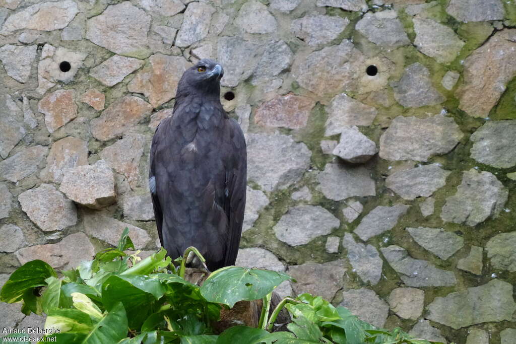 Black Eagleadult, close-up portrait