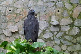 Aigle noir