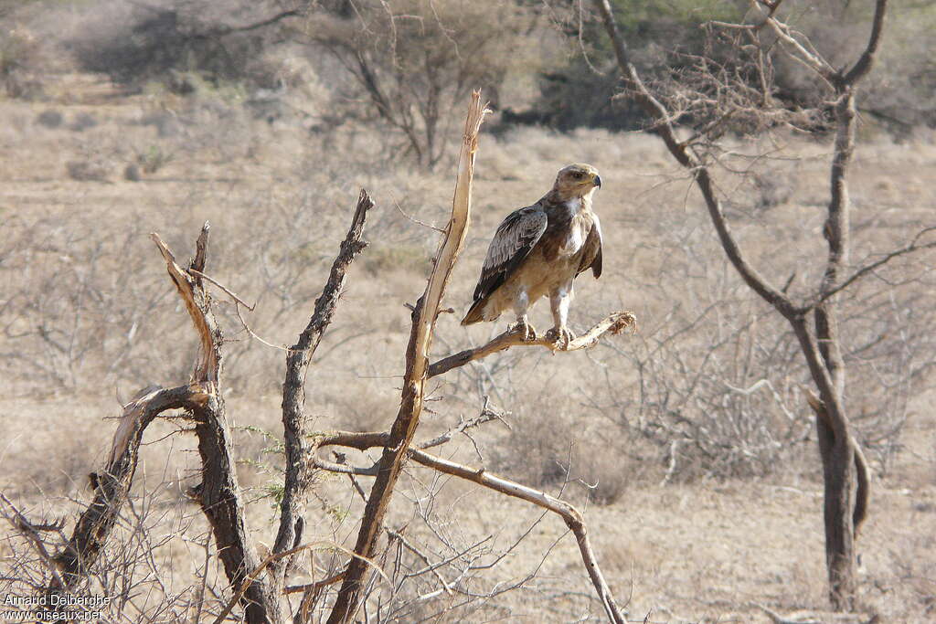 Tawny Eagle