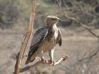 Aigle ravisseur