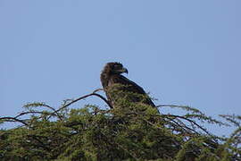 Aigle ravisseur