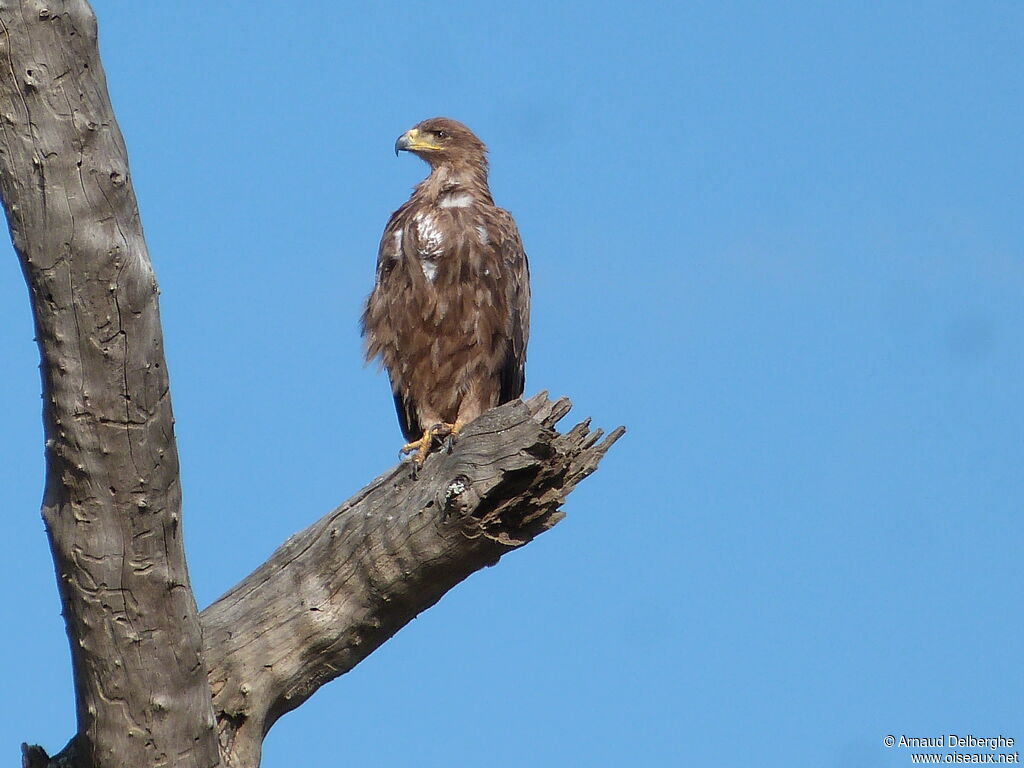 Aigle ravisseur