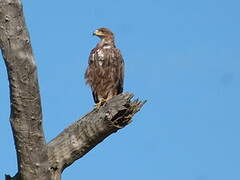 Tawny Eagle