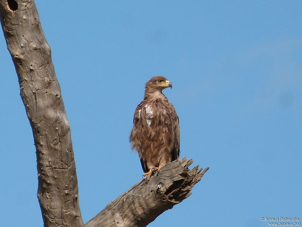 Aigle ravisseur